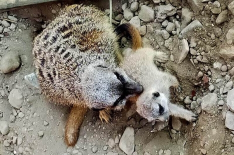 Två surikatbebisar har nyligen fötts i parken Lori Sexi i Almuñécar. Foto: Ayuntamiento de Almuñécar